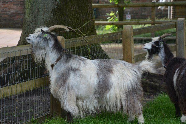 Ontdek het Exclusieve Chicken Road Casino Spel in Nederland Online, chicken road gokkast