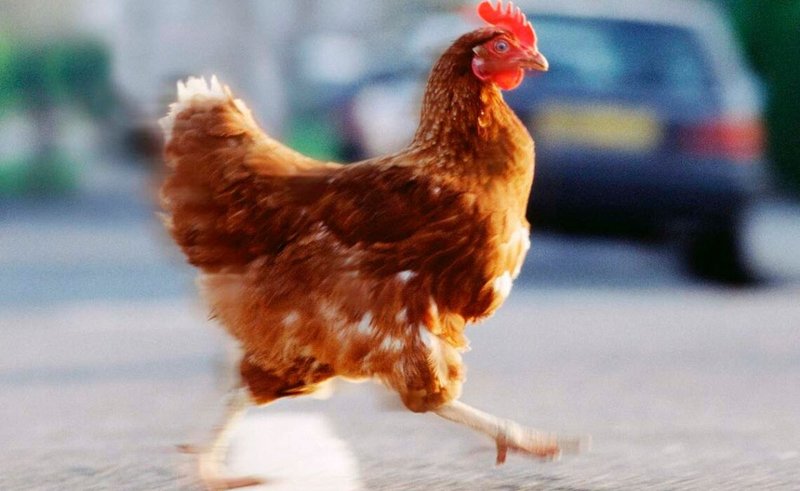 Immagine: Il Miostruttamento di Chicken Road: Tutto Sul Gioco di Casinò On Line